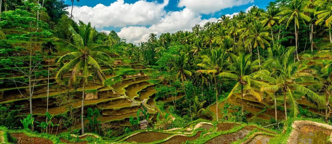 Meet Indonesia:  Adventures in Java & Bali Paradise