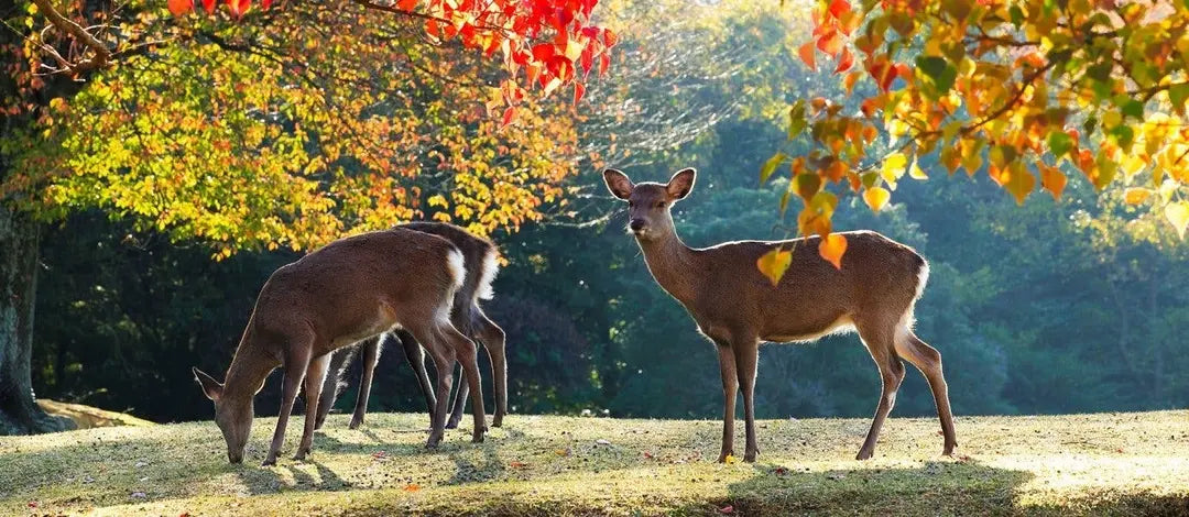 Meet Japan:  Self-Guided Land of the Rising Sun