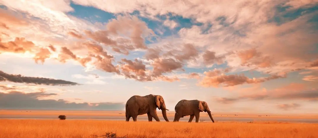Meet Kenya & Tanzania: From the Maasai Mara to the Serengeti