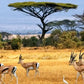 Meet Kenya & Tanzania: From the Maasai Mara to the Serengeti