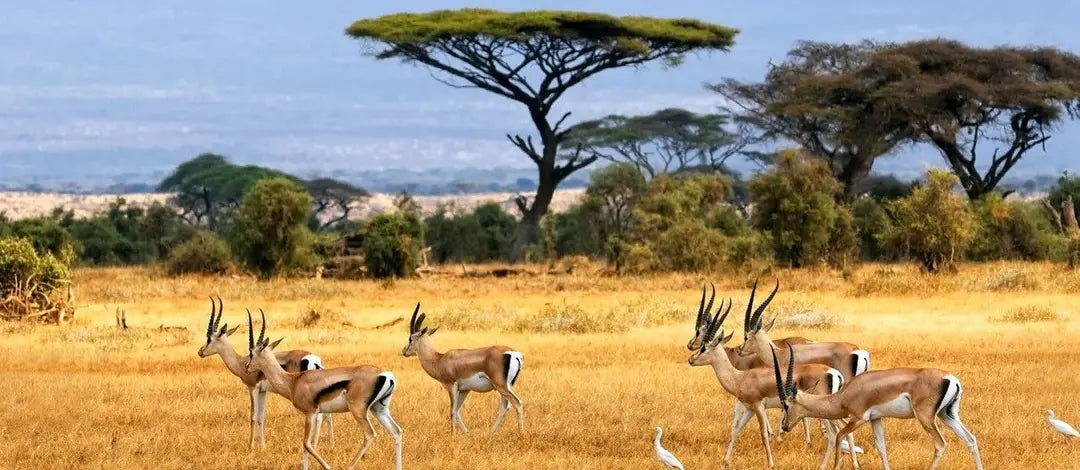 Meet Kenya & Tanzania: From the Maasai Mara to the Serengeti