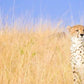 Meet Kenya & Tanzania: From the Maasai Mara to the Serengeti