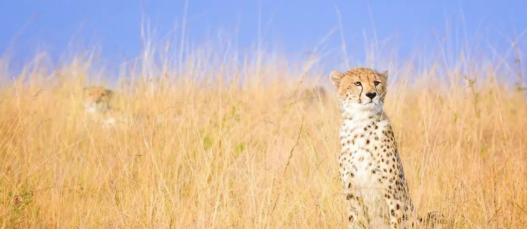 Meet Kenya & Tanzania: From the Maasai Mara to the Serengeti