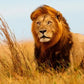 Meet Kenya & Tanzania: From the Maasai Mara to the Serengeti