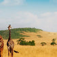 Meet Kenya & Tanzania: From the Maasai Mara to the Serengeti