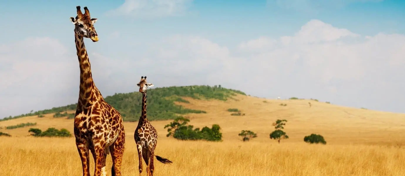 Meet Kenya & Tanzania: From the Maasai Mara to the Serengeti