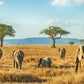 Meet Kenya & Tanzania: From the Maasai Mara to the Serengeti
