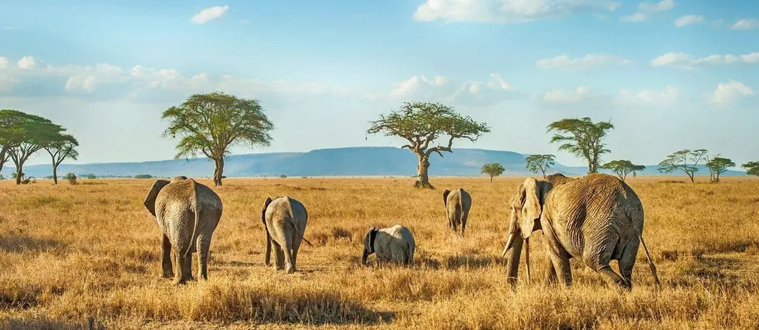 Meet Kenya & Tanzania: From the Maasai Mara to the Serengeti