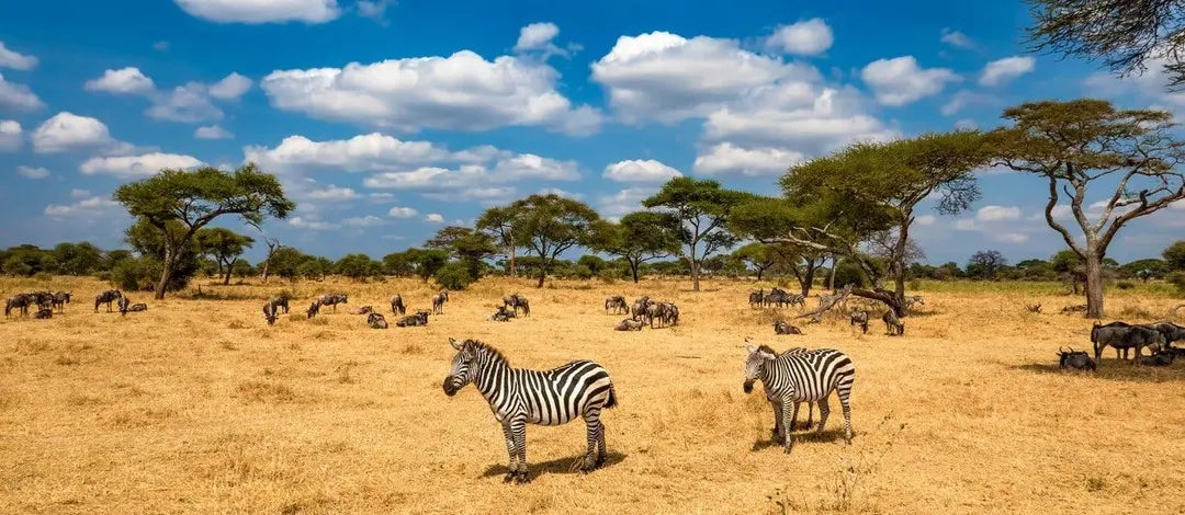 Meet Kenya & Tanzania: From the Maasai Mara to the Serengeti