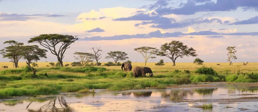 Meet Kenya & Tanzania: From the Maasai Mara to the Serengeti