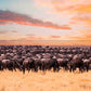 Meet Kenya & Tanzania: From the Maasai Mara to the Serengeti