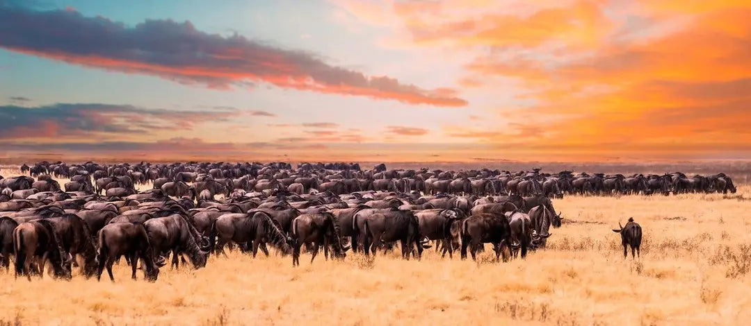Meet Kenya & Tanzania: From the Maasai Mara to the Serengeti