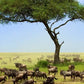 Meet Kenya & Tanzania: From the Maasai Mara to the Serengeti