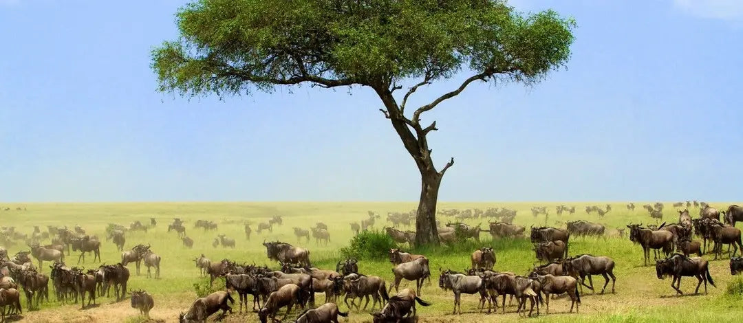 Meet Kenya & Tanzania: From the Maasai Mara to the Serengeti