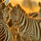 Meet Kenya: Nairobi, Wildlife Safari & Nyahururu