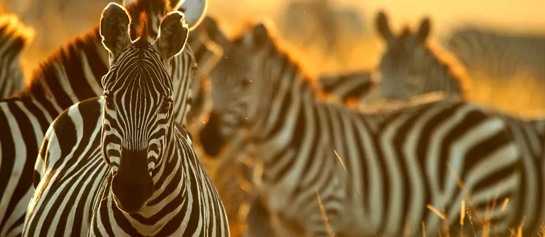 Meet Kenya: Nairobi, Wildlife Safari & Nyahururu