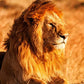 Meet Kenya: Nairobi, Wildlife Safari & Nyahururu
