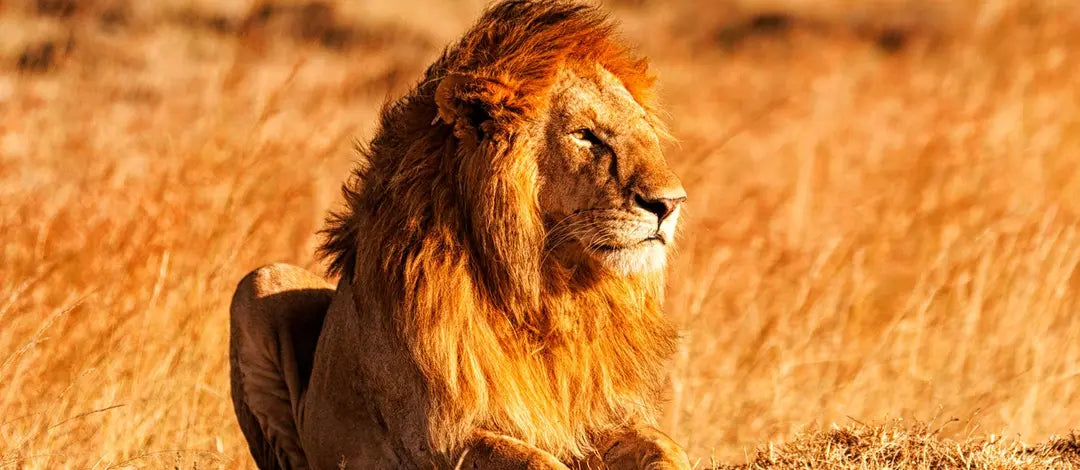 Meet Kenya: Nairobi, Wildlife Safari & Nyahururu