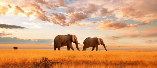 Meet Kenya: Nairobi, Wildlife Safari & Nyahururu