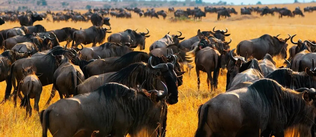 Meet Kenya: Savannah, Safari & Maasai Mara