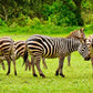 Meet Kenya: Savannah, Safari & Maasai Mara