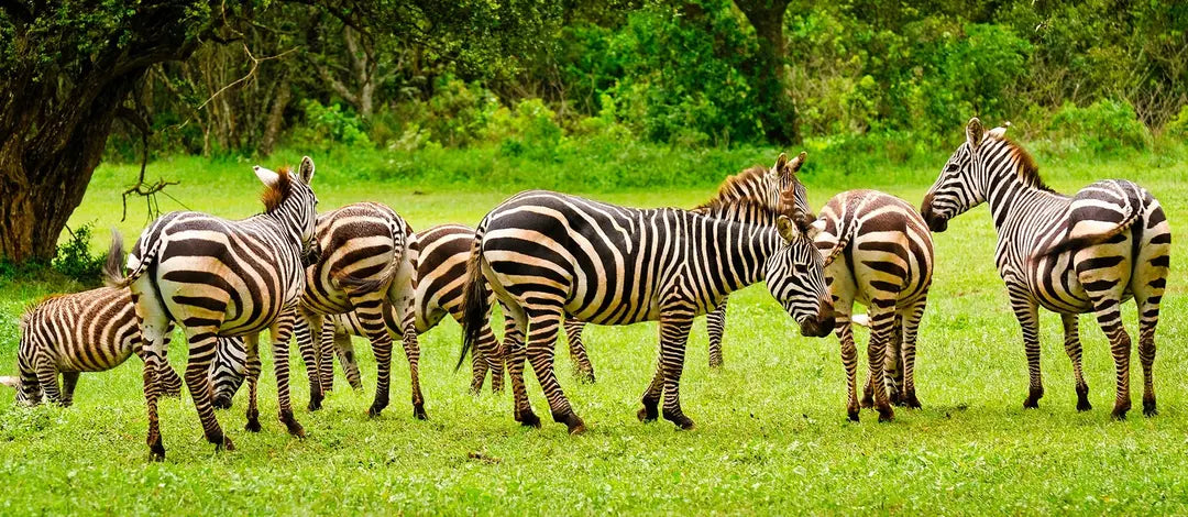 Meet Kenya: Savannah, Safari & Maasai Mara