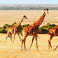 Meet Kenya: Savannah, Safari & Maasai Mara