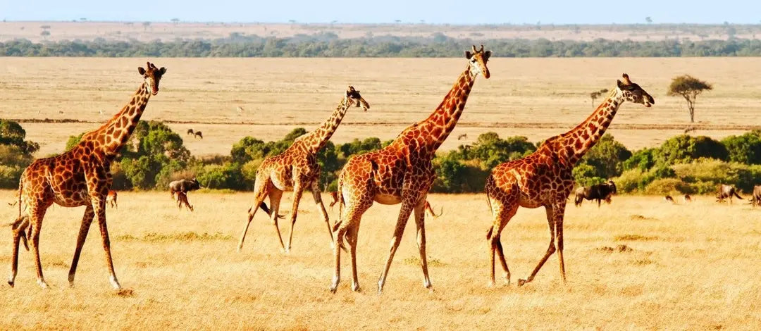 Meet Kenya: Savannah, Safari & Maasai Mara
