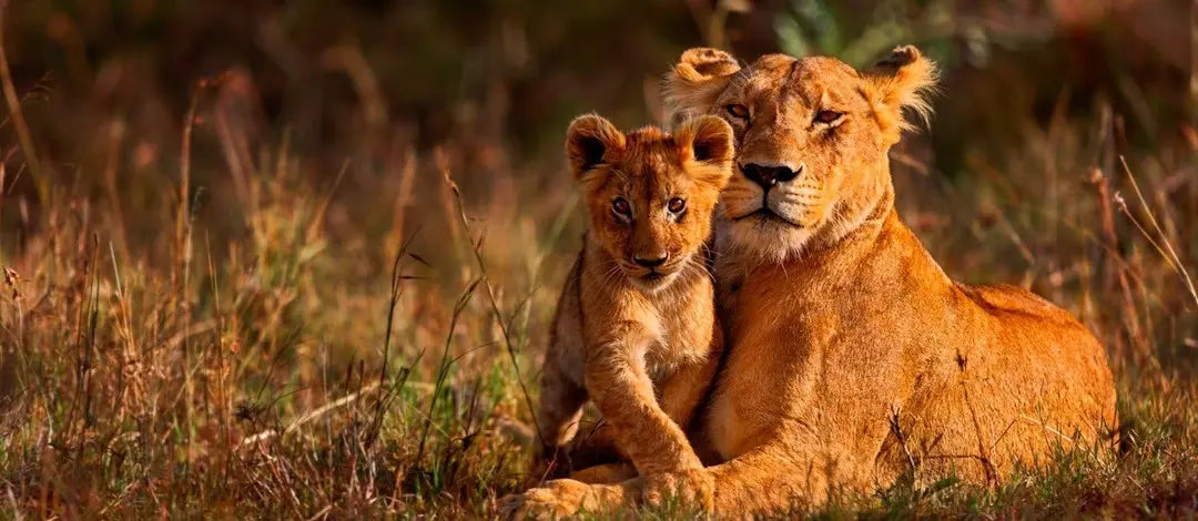Meet Kenya: Savannah, Safari & Maasai Mara