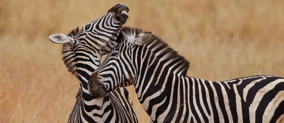 Meet South Africa & Zimbabwe: Cape, Kruger & Victoria Falls