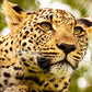 Meet South Africa & Zimbabwe: Cape, Kruger & Victoria Falls