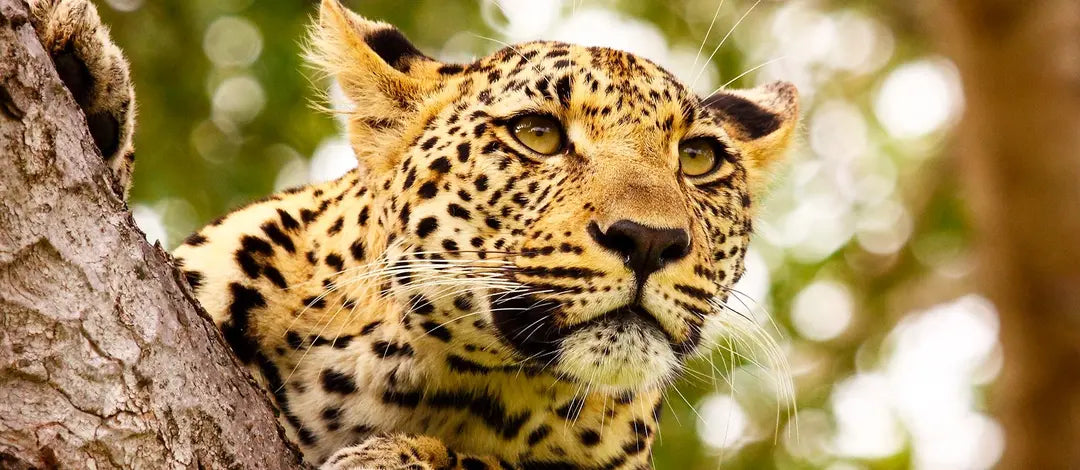 Meet South Africa & Zimbabwe: Cape, Kruger & Victoria Falls