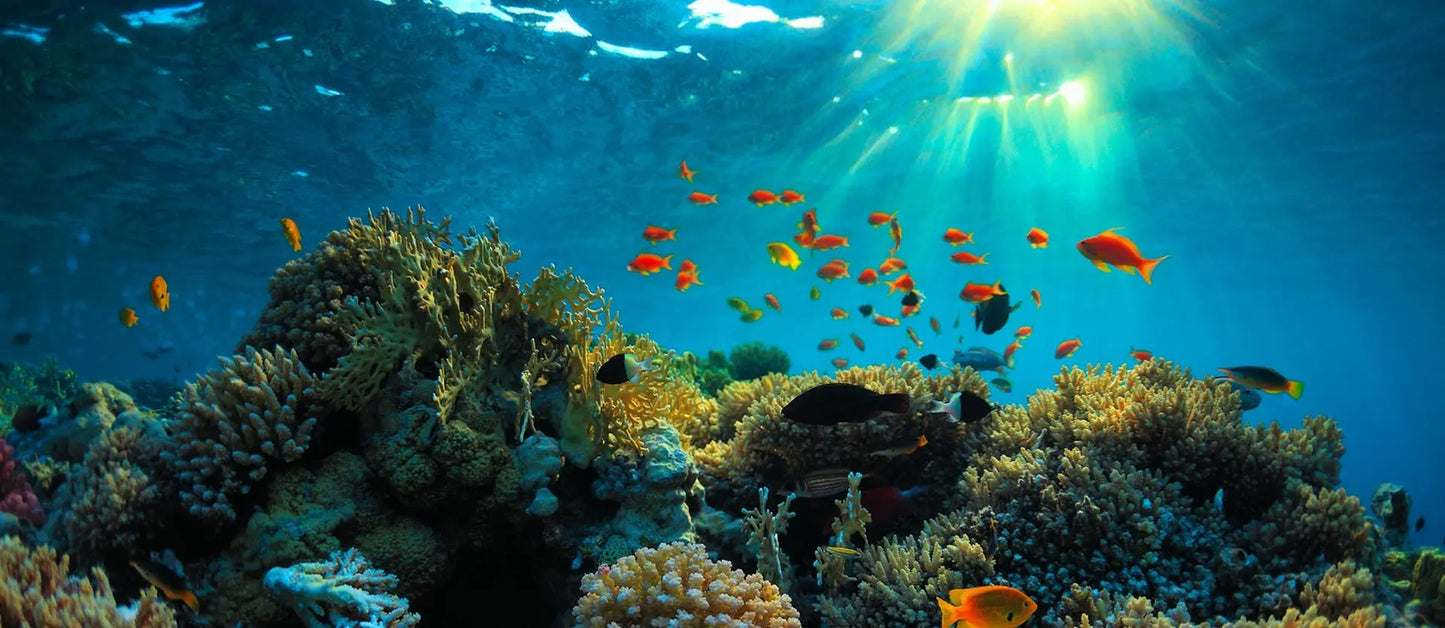 Meet Australia: Cities & Natural Wonders