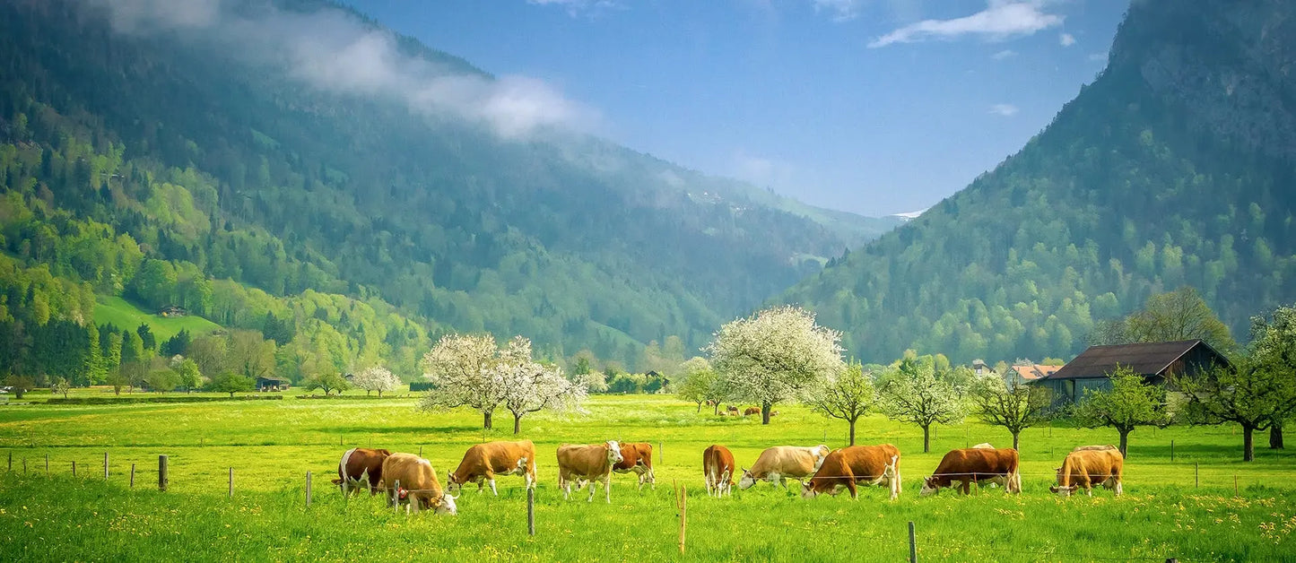 Meet the Alps:  Escorted Alps & Cities of Switzerland