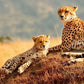 Meet Kenya: Savannah, Safari & Maasai Mara
