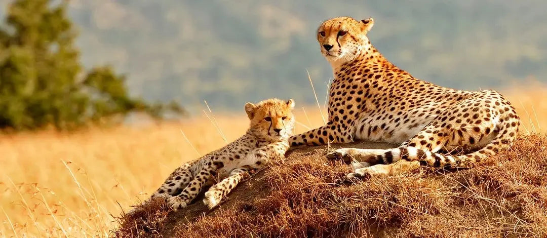 Meet Kenya: Savannah, Safari & Maasai Mara