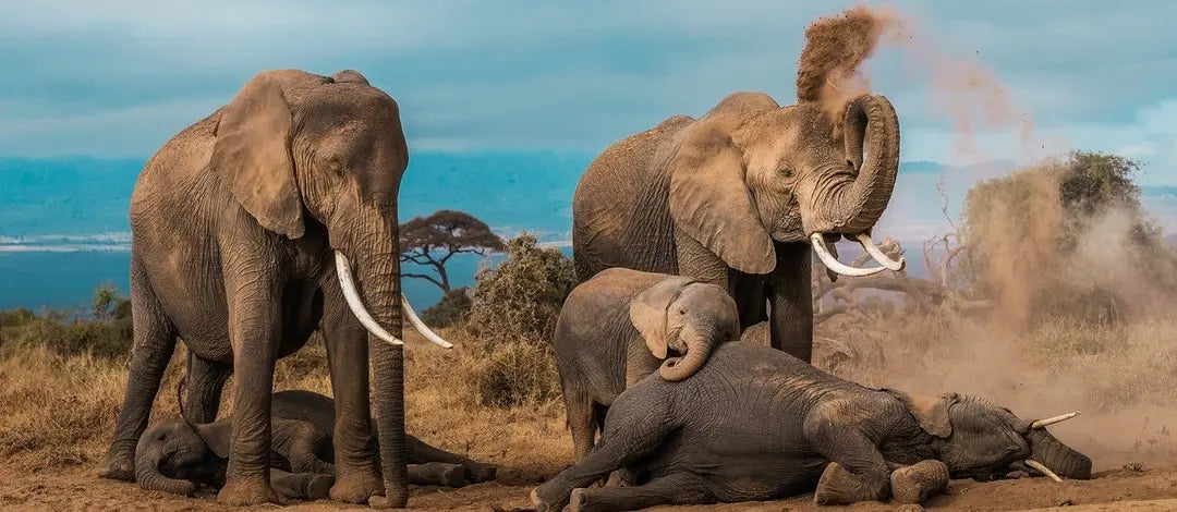 Meet Kenya: Savannah, Safari & Maasai Mara