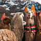 Meet Peru, Argentina & Brazil:  Cities, Falls and Wonders